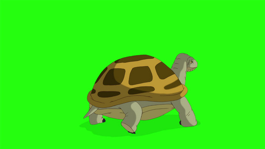 沼泽海龟从染色板键上跳出视频