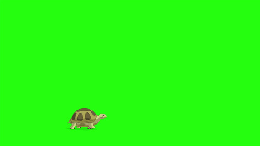 小沼泽乌龟会染色体键视频