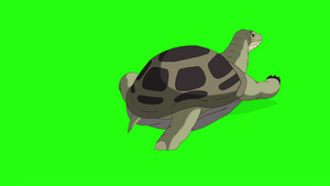 大绿海龟爬出沙或水铬密钥7秒视频