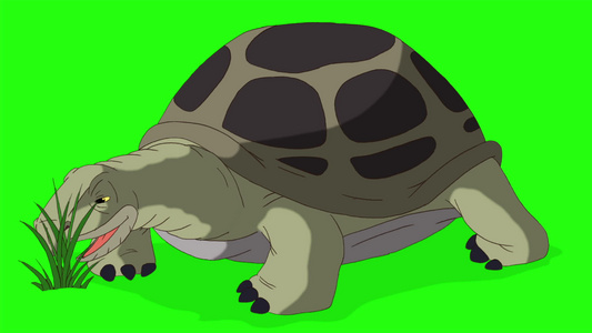 大灰象海龟吃草染色环视频
