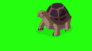 大灰象海龟吃草染色环10秒视频