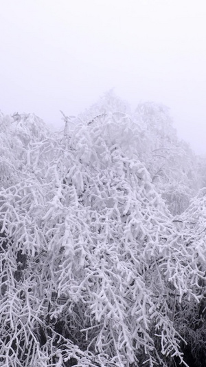 航拍冰雪覆盖的森林视频素材34秒视频