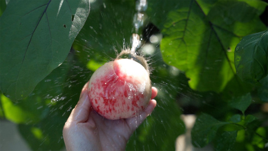 夏天洗甜甜的水蜜桃解暑降温视频