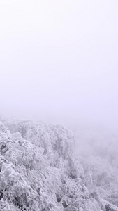 航拍冰雪覆盖的森林视频素材视频