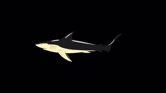 黑鲨鱼游阿尔法马特视频