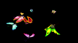 彩色的蝴蝶从各个方向飞来飞走阿尔法队友8秒视频