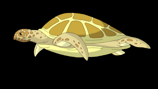 大黄海龟在水下游泳阿尔法视频