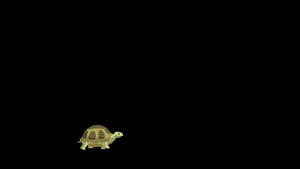 小沼泽乌龟变甲型22秒视频