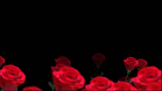 玫瑰花透明背景视频元素视频