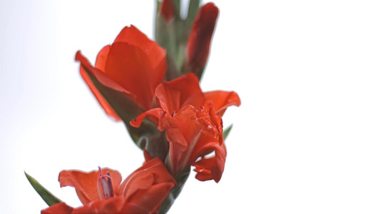 唐菖蒲鲜花实拍视频素材视频