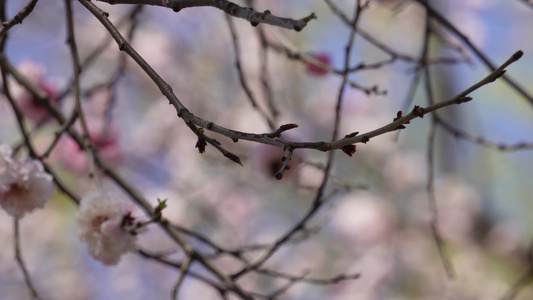 粉红色桃花腊梅樱花视频