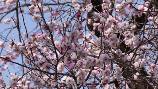 粉红色桃花腊梅樱花视频