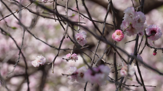 粉红色桃花腊梅樱花视频