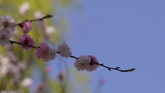 粉红色桃花腊梅樱花视频