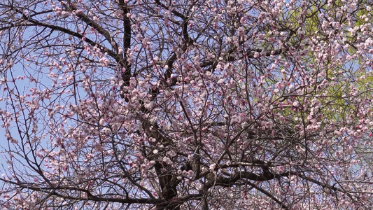 粉红色桃花腊梅樱花视频