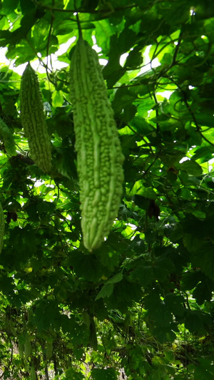 夏季绿色蔬菜苦瓜蔬菜种植98秒视频