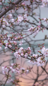 春天花季花期武汉大学校园盛开的樱花素材樱花季视频