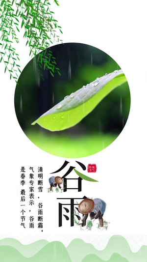 谷雨二十四节气竖版小视频30秒视频