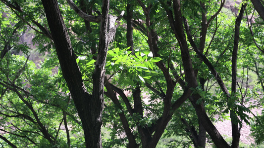 微风吹动着树枝夏日阳光树叶光影空镜头视频