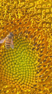 实拍向日葵蜜蜂在花蕊采蜜视频