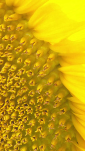 实拍向日葵蜜蜂在花蕊采蜜视频