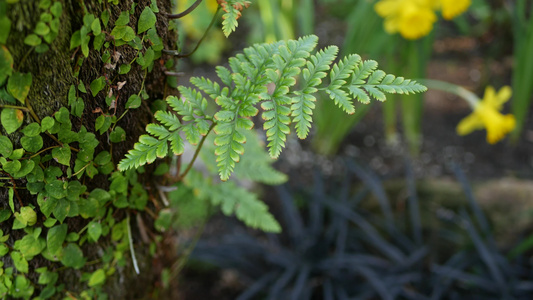美国加利福尼亚州森林中的蕨叶苔藓和树皮春天的早晨气氛视频