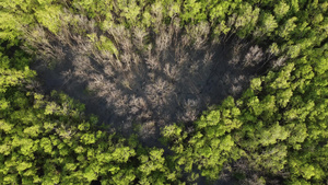 查看干枯无树的无人机12秒视频