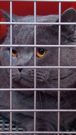 拍摄可爱宠物的英短蓝猫嬉戏玩耍视频素材国际猫咪日167秒视频