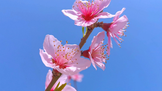 桃花特写视频