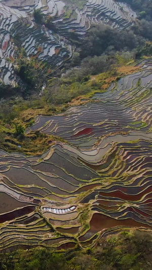 航拍壮观的元阳梯田坝达景区梯田全景视频观光旅游54秒视频