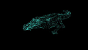 黑背景鳄鱼攻击的电线框架动画23秒视频