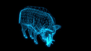 黑背景野猪攻击的电线框架动画18秒视频