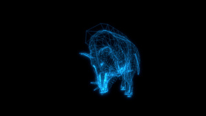 黑背景野猪攻击的电线框架动画18秒视频