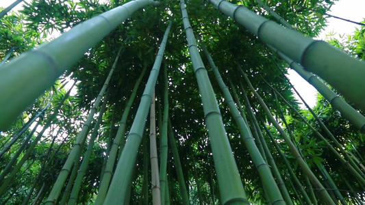 绿色生态竹林视频