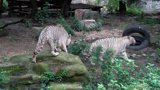 动物园狮虎山视频