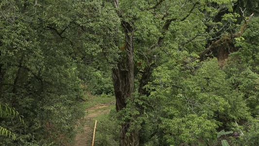 山区树木森林植物雨林视频