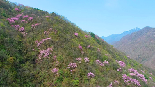 秦岭春天粉色紫荆山花航拍视频