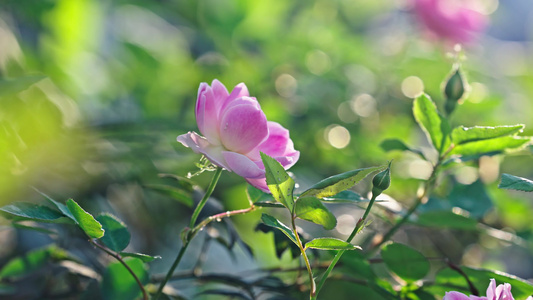 4k春日春暖花开蔷薇花朵视频