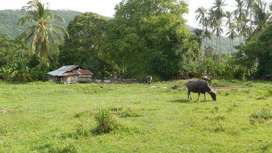 灰色健康的亚洲水牛在牧场上觅食的侧视图绿色多汁的草视频
