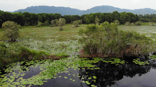 莲花叶漂浮在宁静湖表面位于泰国高山Samui天堂岛视频