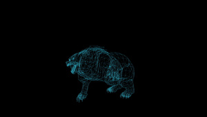 黑背景熊攻击的电线框架动画20秒视频