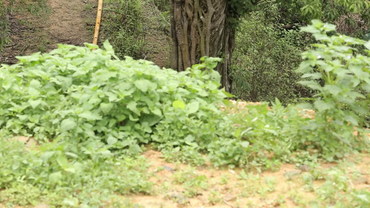 山区树木森林植物雨林视频