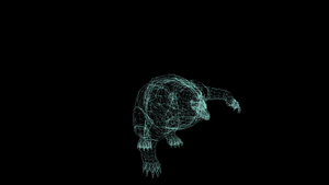 黑背景熊攻击的电线框架动画20秒视频
