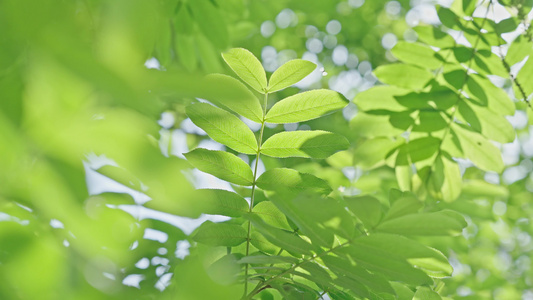 4k春日阳光下饭绿植植物树叶空镜头视频