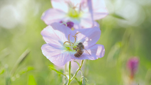 4K实拍夏日风景唯美空镜阳光下的格桑花蜜蜂采花18秒视频