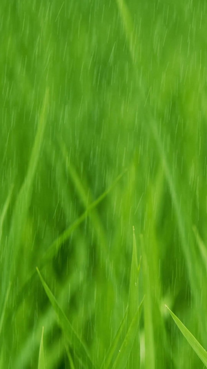 实拍夏至雨中的水稻89秒视频