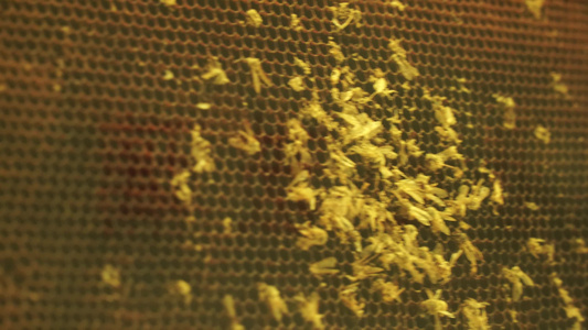 蜂窝蜂巢蜜蜂养蜂胡峰马蜂巢穴视频
