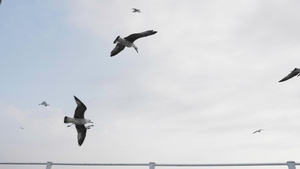 海鸥在渡轮船顶上飞翔21秒视频