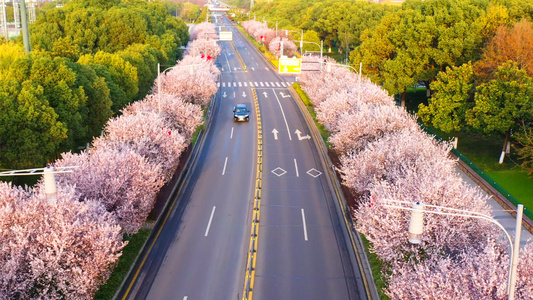 4K航拍城市樱花道路[两条道路]视频