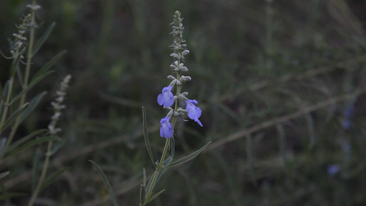 蓝花在风中吹视频